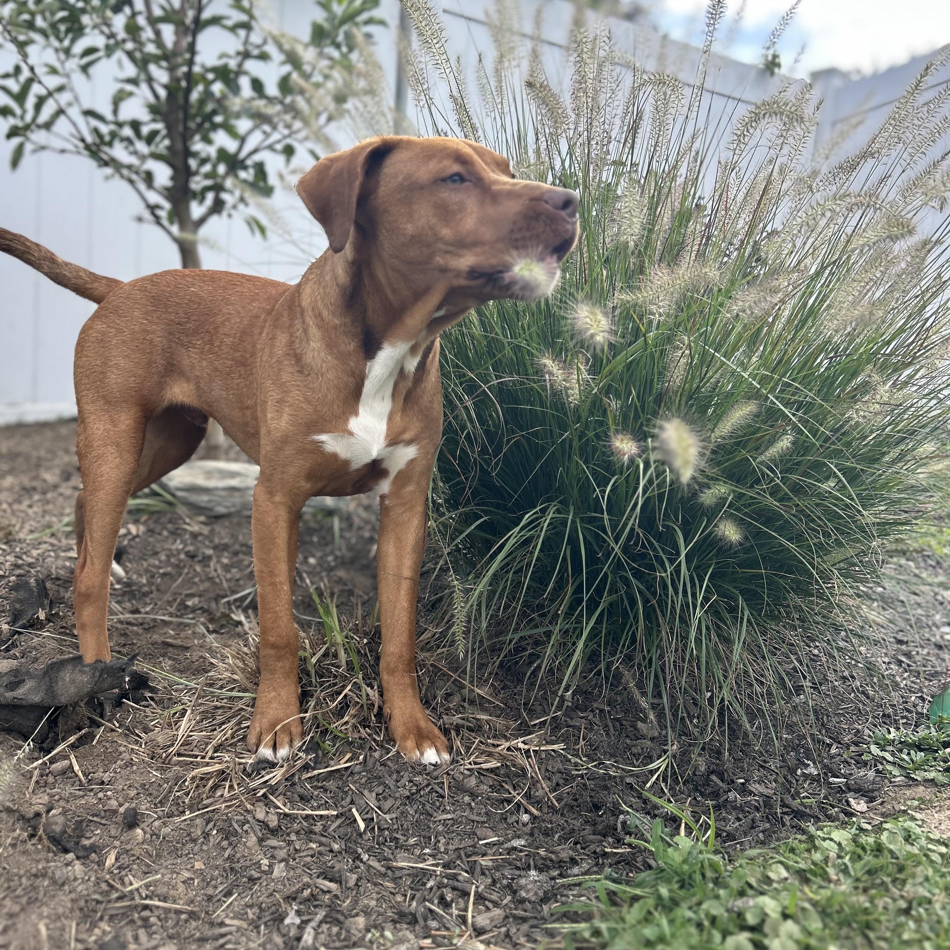 George, a Adoptable mixed breed in Cumberland, RI image 5/6
