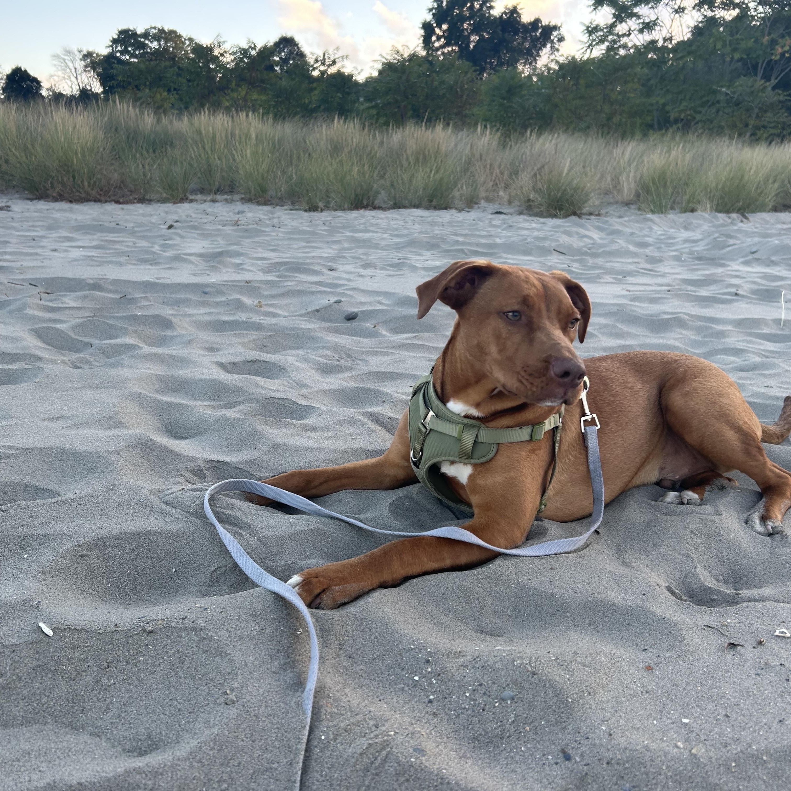 George, a Adoptable mixed breed in Cumberland, RI image 4/6