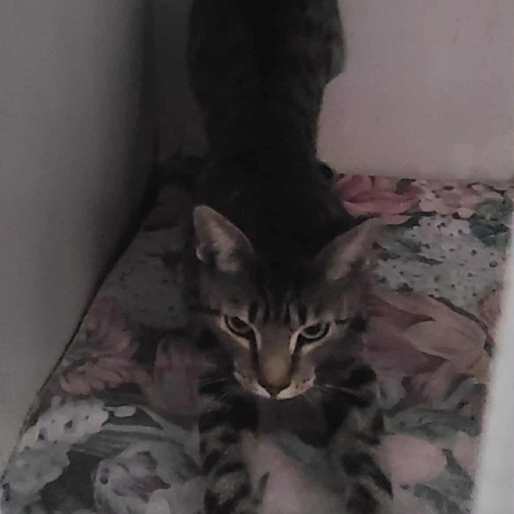 Maggie, Adoptable, Young Female Domestic Short Hair.