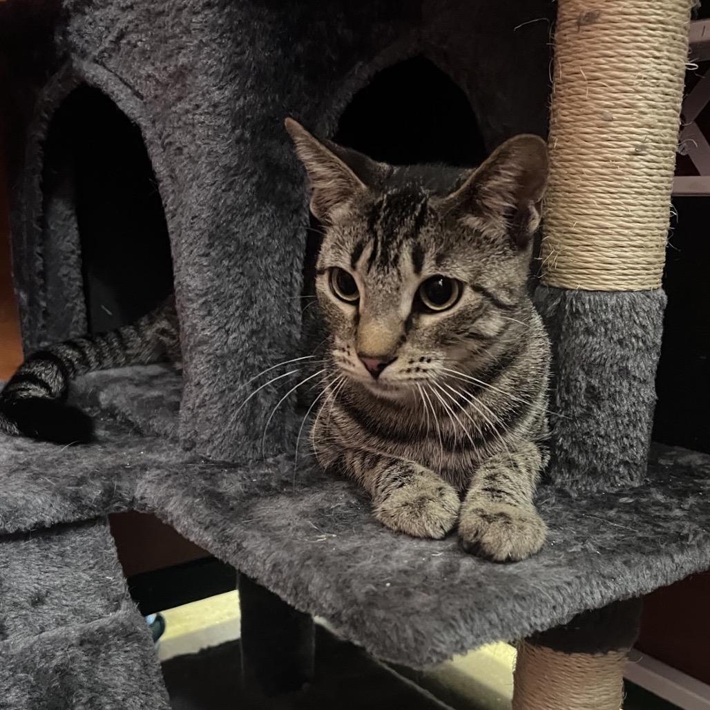 Enlarge Maggie, a Adoptable Domestic Short Hair in Hemet, CA image 2/2