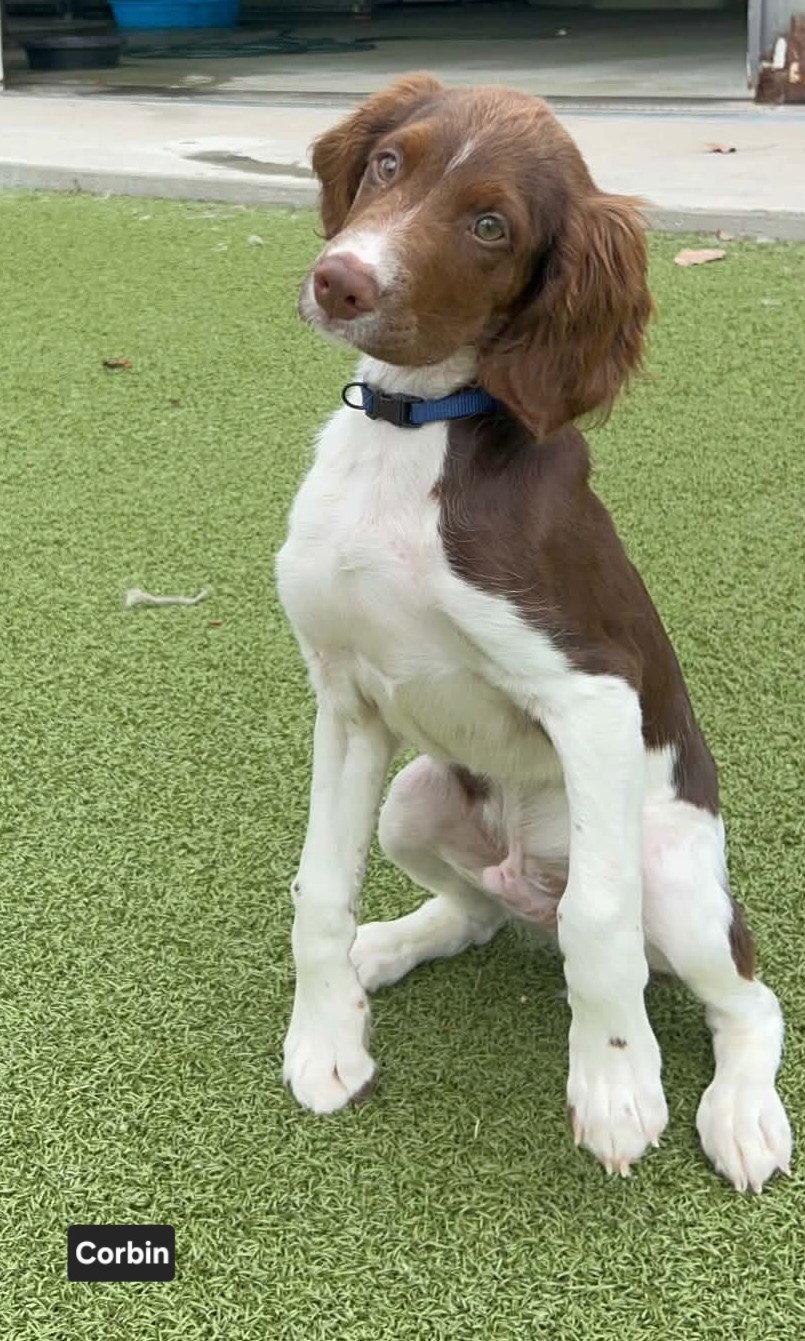 OK/Corbin K, Adopted, Puppy Male Brittany Spaniel.