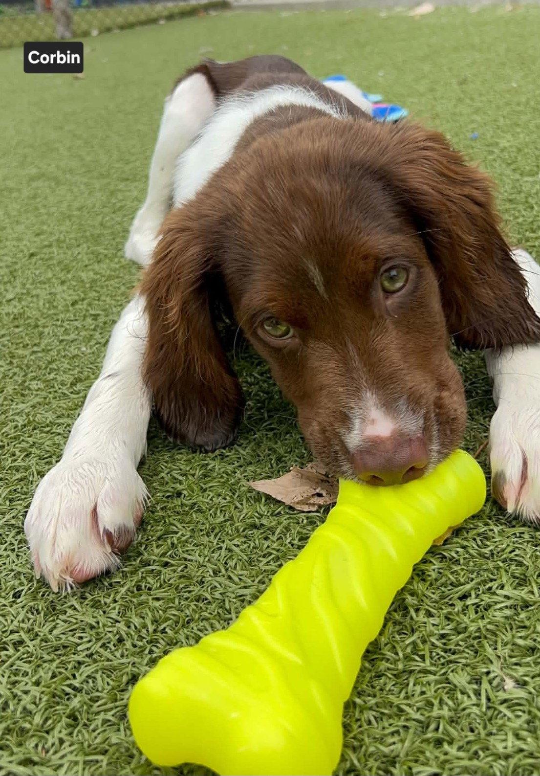 Enlarge OK/Corbin K, a Adopted Brittany Spaniel in Baldwinsville, NY image 2/3