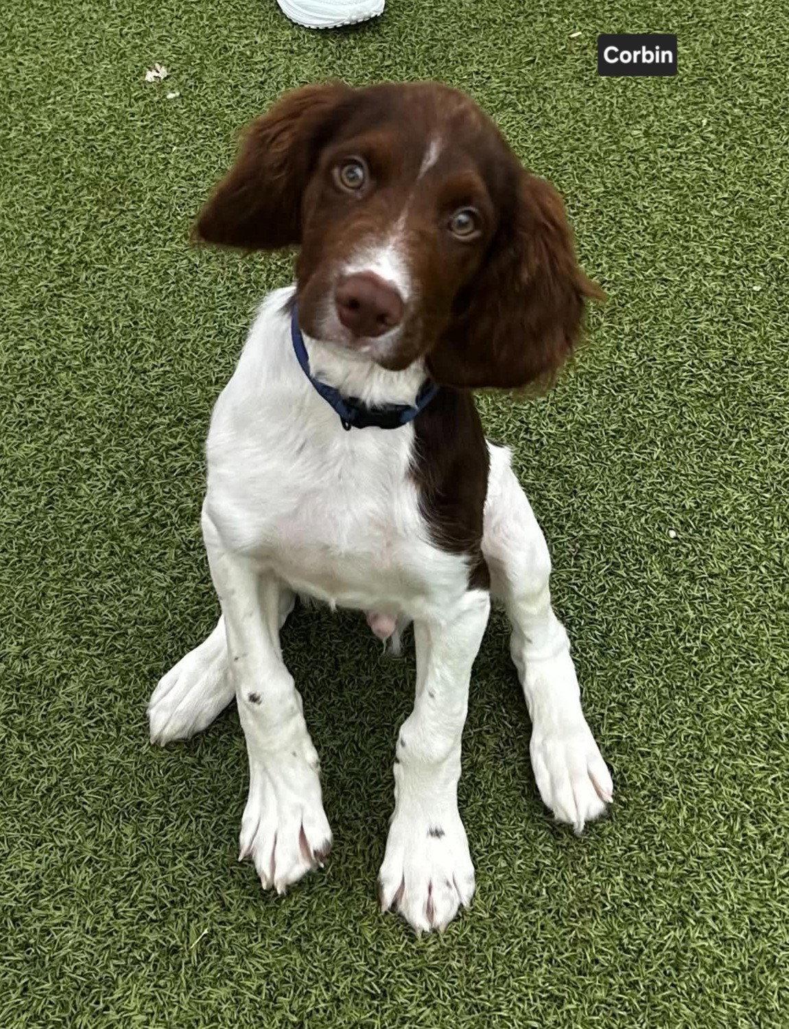 Enlarge OK/Corbin K, a Adopted Brittany Spaniel in Baldwinsville, NY image 3/3