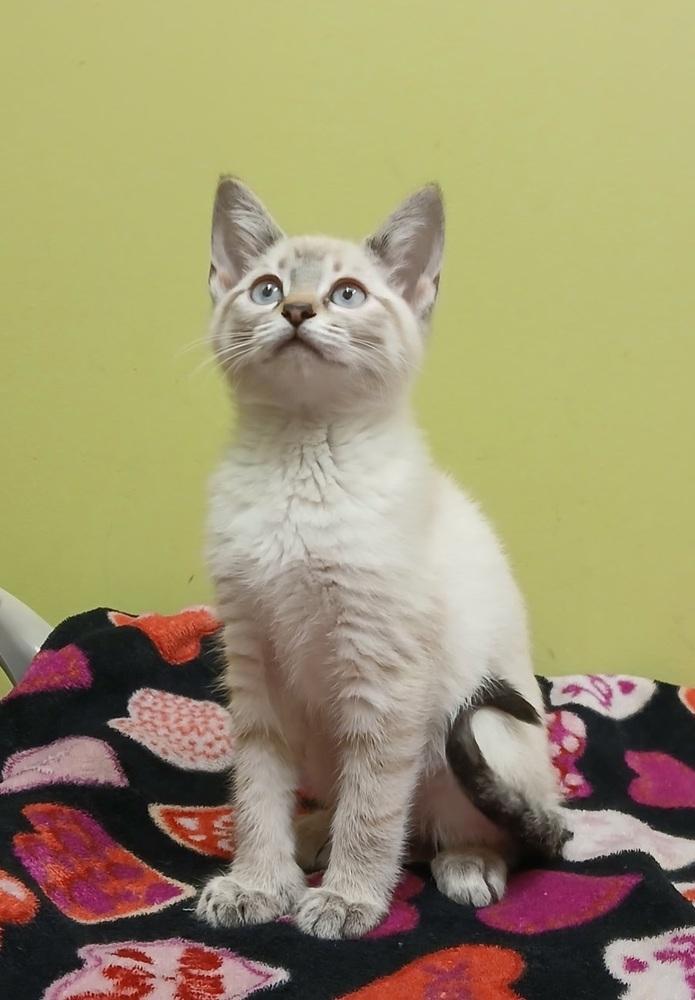 Lilac, Adopted, Kitten Female Siamese.
