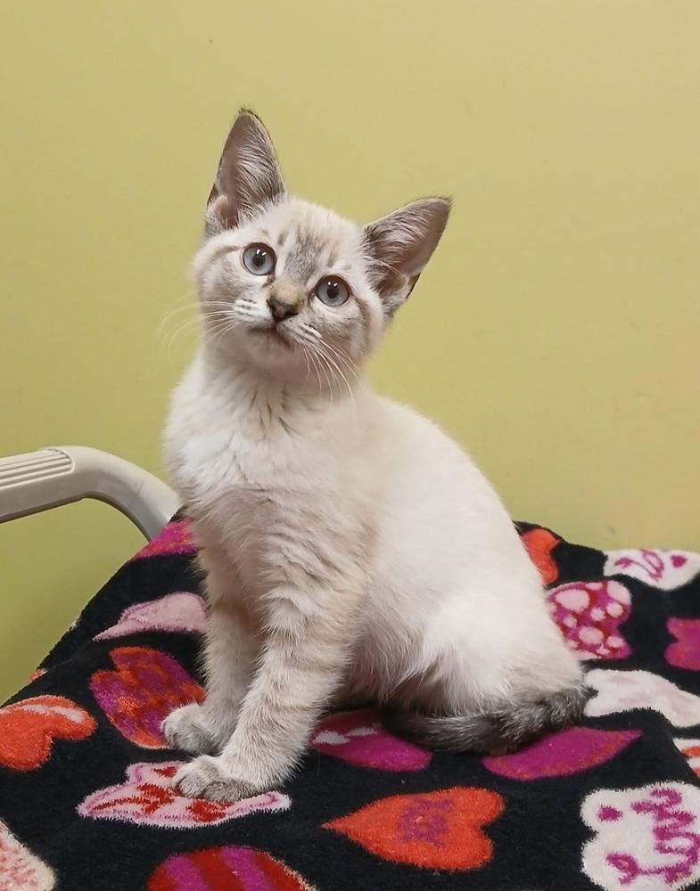Enlarge Lilac, a Adopted mixed breed in Dickson, TN image 2/2