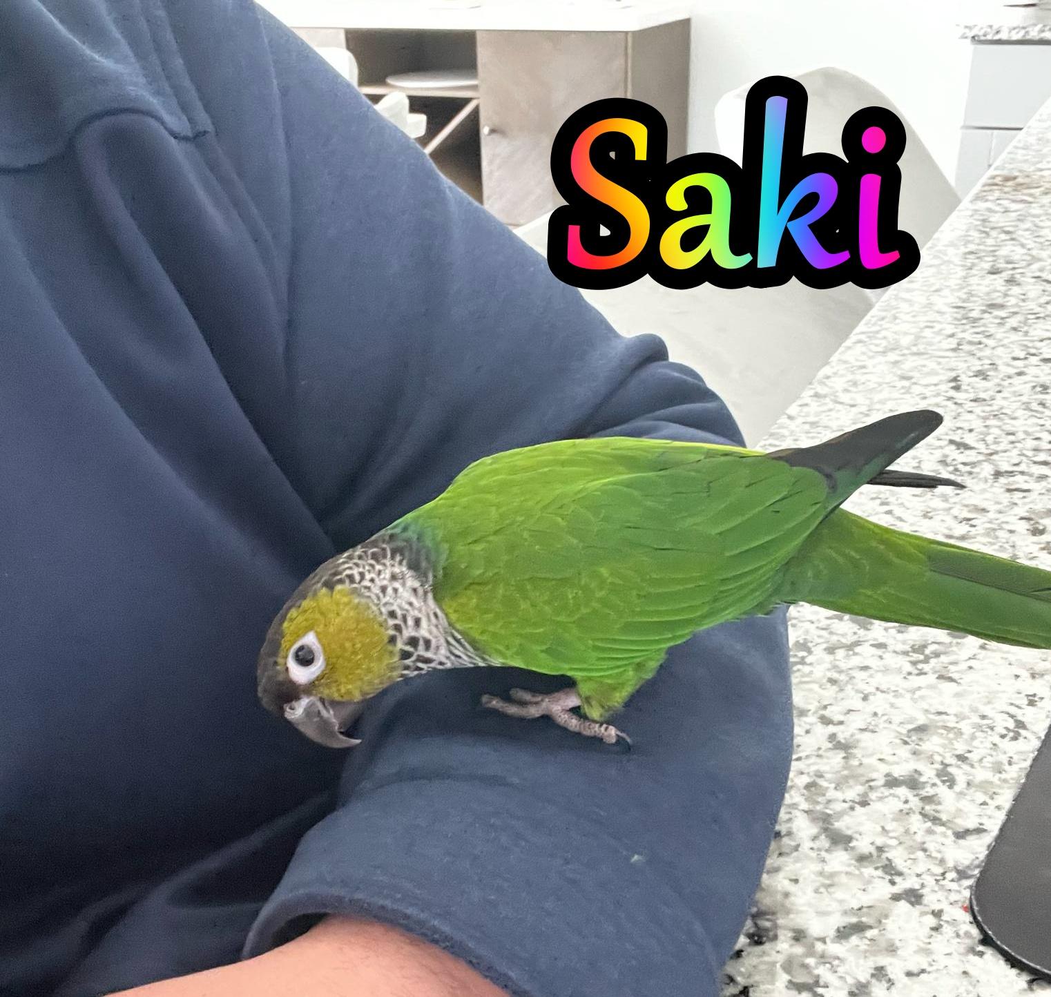 Saki, Adult Male Conure