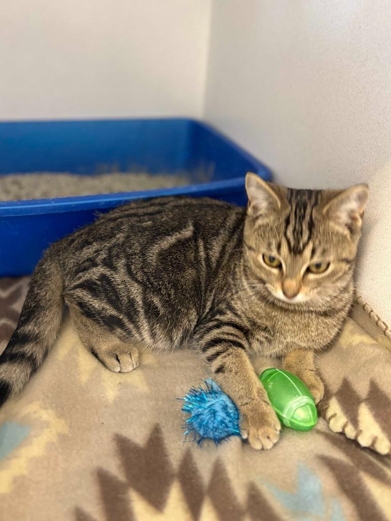 Ripley, Adoptable, Kitten Female Domestic Short Hair.