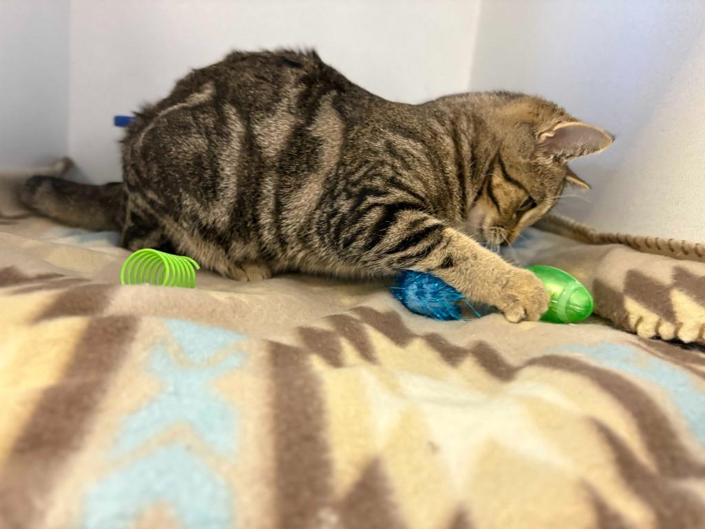 Enlarge Ripley, a Adoptable mixed breed in New Kensington, PA image 2/6