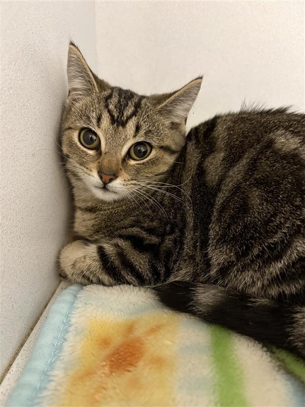 Enlarge Ripley, a Adoptable mixed breed in New Kensington, PA image 3/6