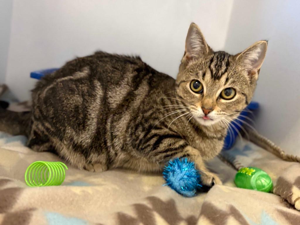 Enlarge Ripley, a Adoptable mixed breed in New Kensington, PA image 4/6