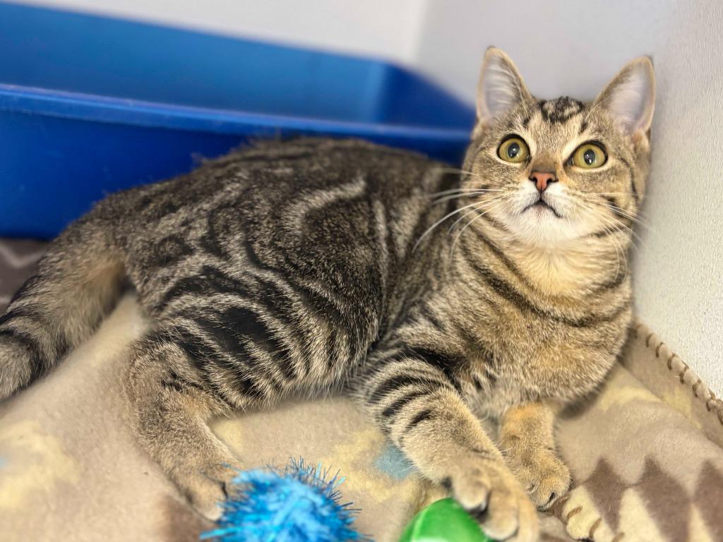 Enlarge Ripley, a Adoptable mixed breed in New Kensington, PA image 5/6