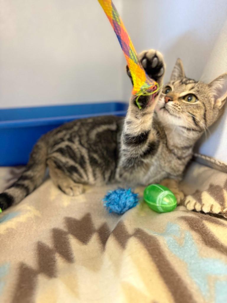 Enlarge Ripley, a Adoptable mixed breed in New Kensington, PA image 6/6