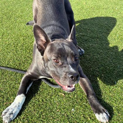 Rosey, Adoptable, Adult Female Terrier & Mixed Breed.