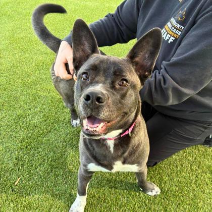 Rosey, Adoptable, Adult Female Terrier & Mixed Breed.