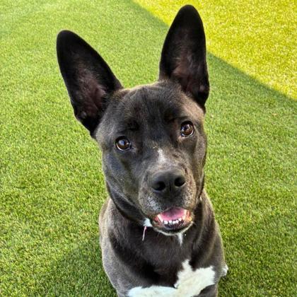 Enlarge Rosey, a Adoptable mixed breed in Gastonia, NC image 2/3