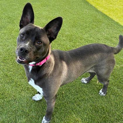 Enlarge Rosey, a Adoptable mixed breed in Gastonia, NC image 3/3