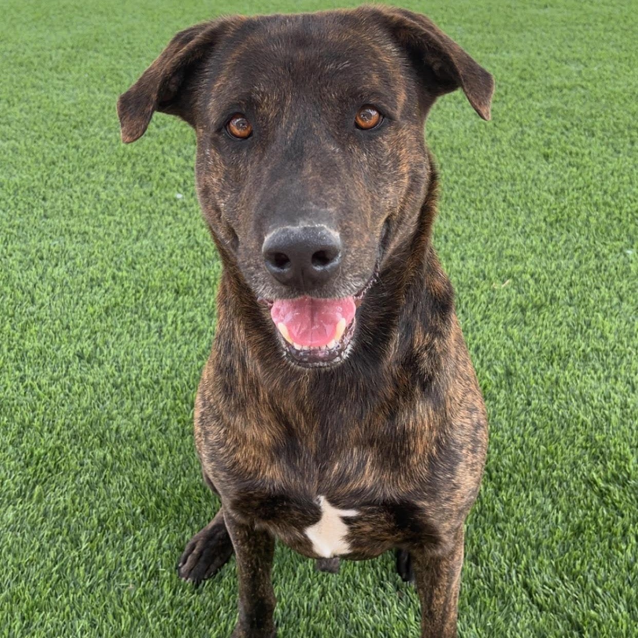 Enlarge JABBA, a ADOPTABLE mixed breed in Washington, UT image 1/3