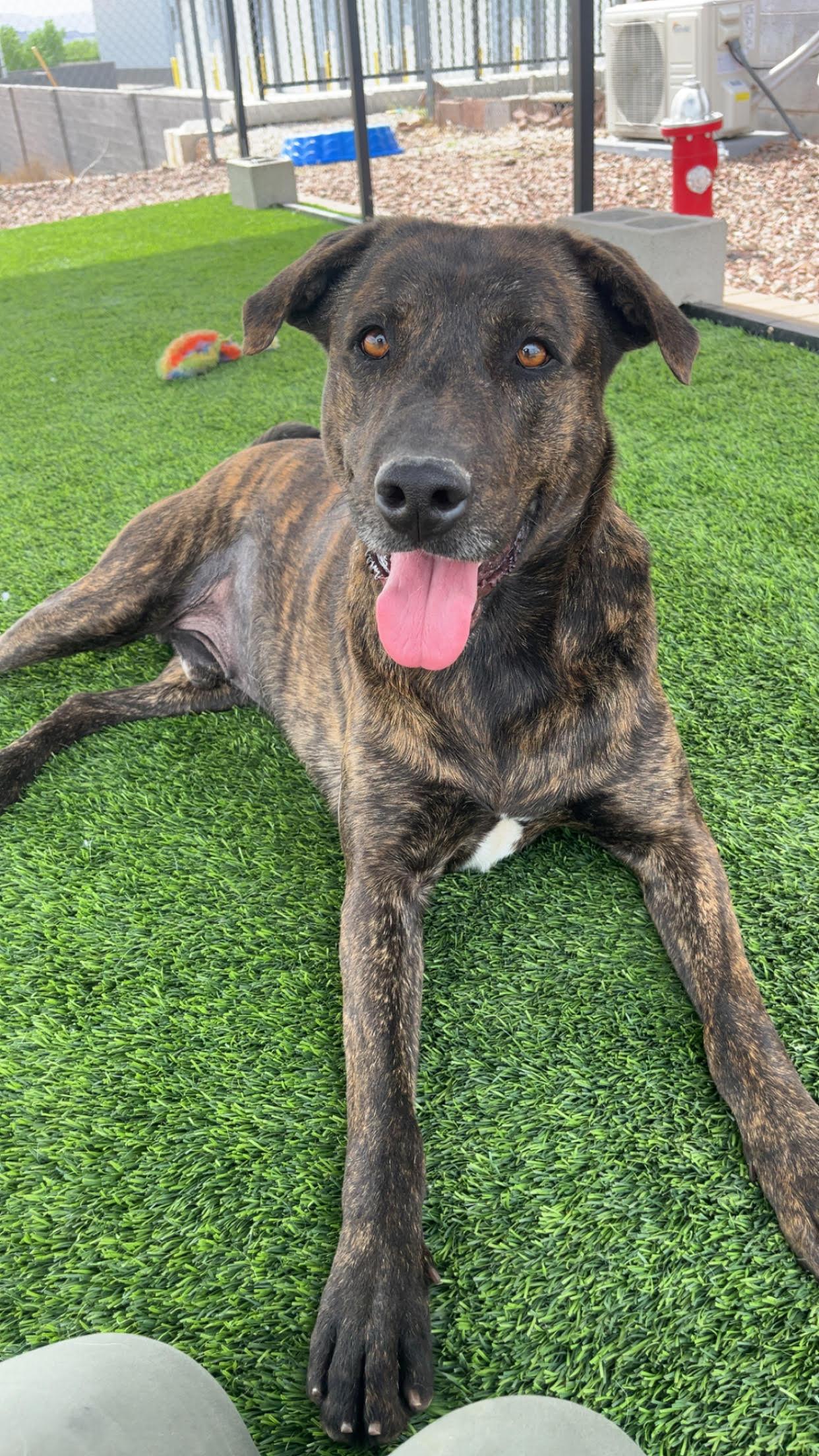 Enlarge JABBA, a ADOPTABLE mixed breed in Washington, UT image 2/3