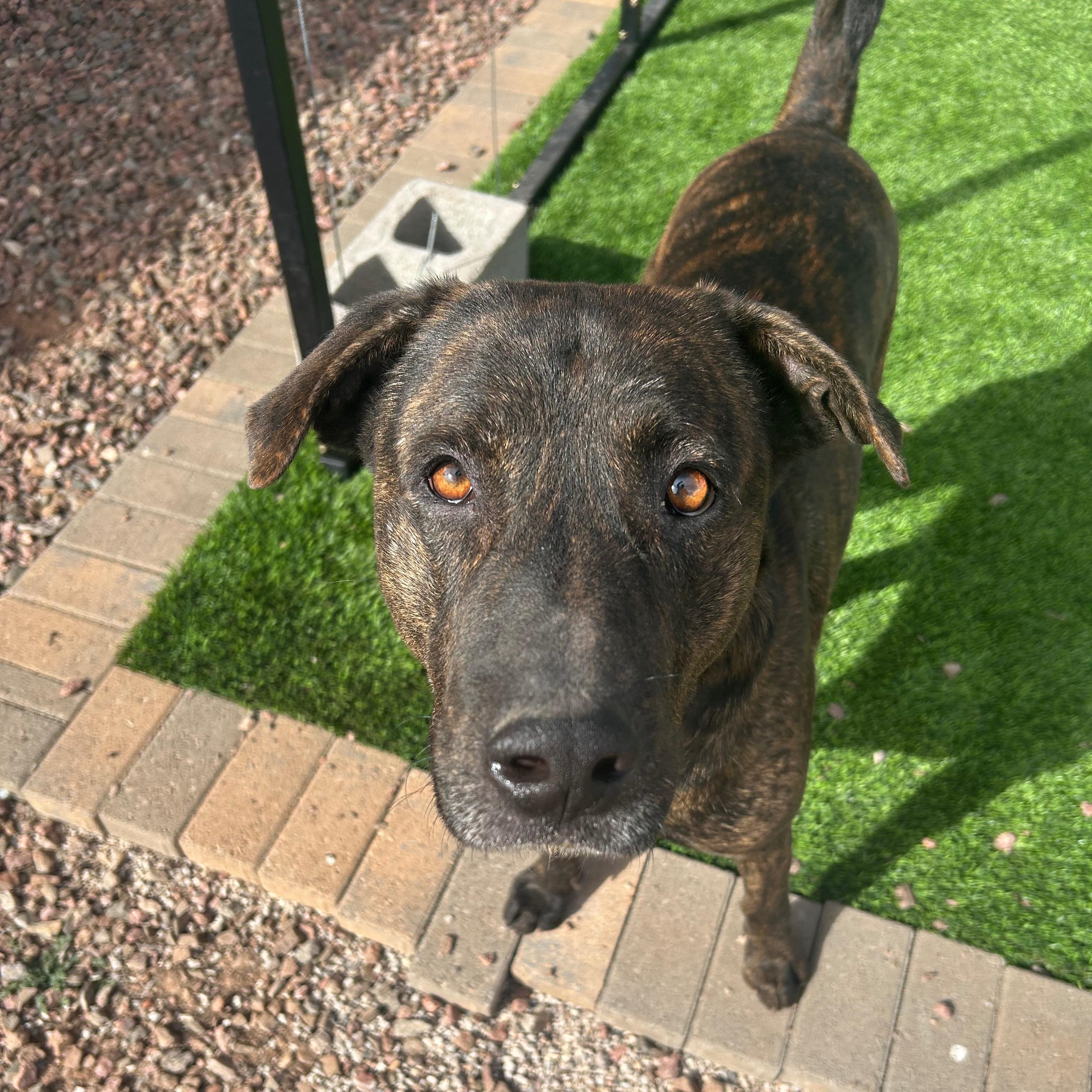 Enlarge JABBA, a ADOPTABLE mixed breed in Washington, UT image 1/1