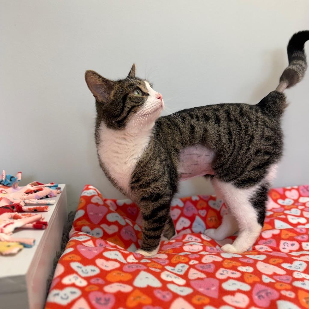 Enlarge Oliver, a Adoptable Domestic Short Hair in Naperville, IL image 1/2