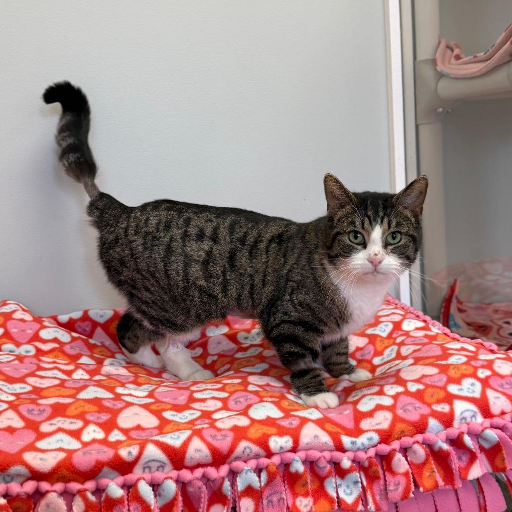 Enlarge Oliver, a Adoptable Domestic Short Hair in Naperville, IL image 2/2