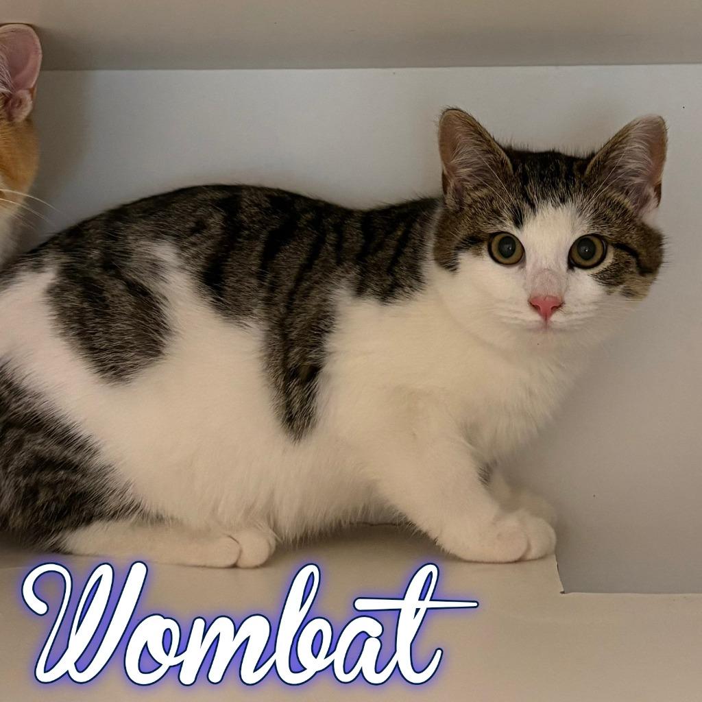 Enlarge Wombat, a Adoptable Domestic Short Hair in Hillsboro, OH image 1/1