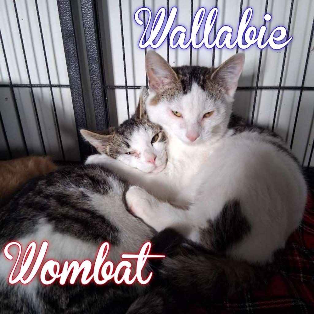 Wombat, Adoptable, Kitten Male Domestic Short Hair.