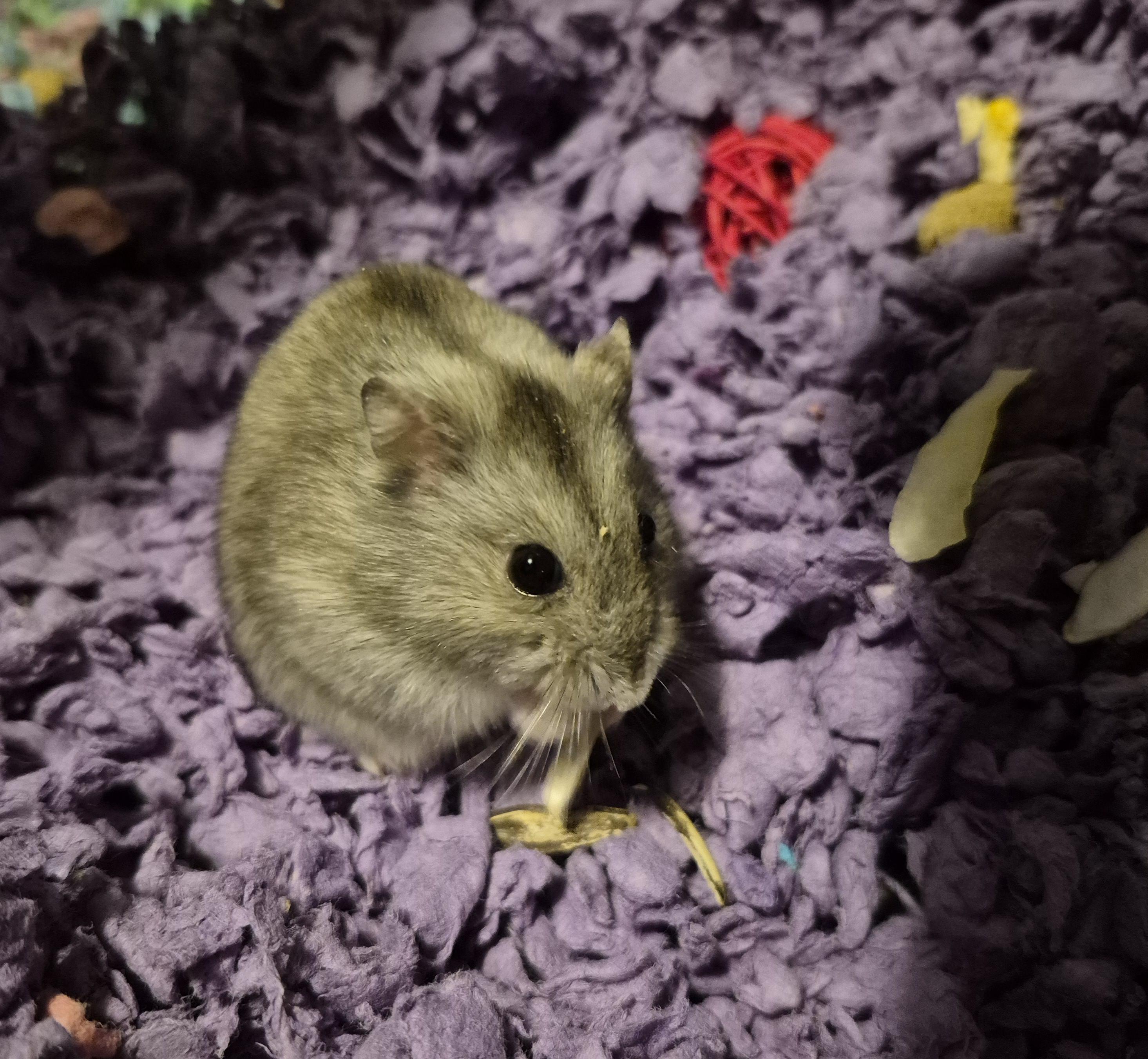 Quint, a Adoptable mixed breed in Deerfield, NH image 2/4