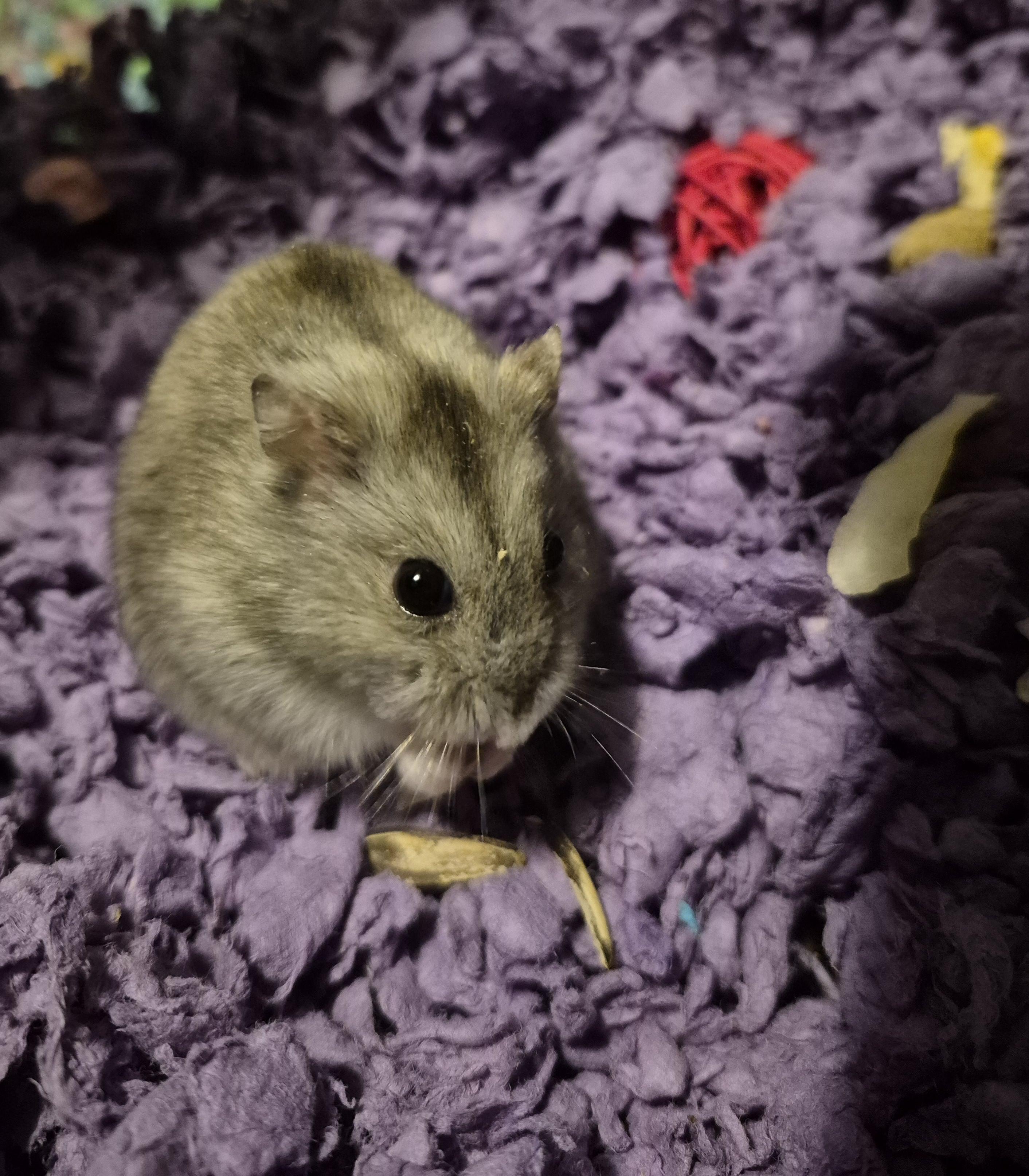 Quint, a Adoptable mixed breed in Deerfield, NH image 3/4