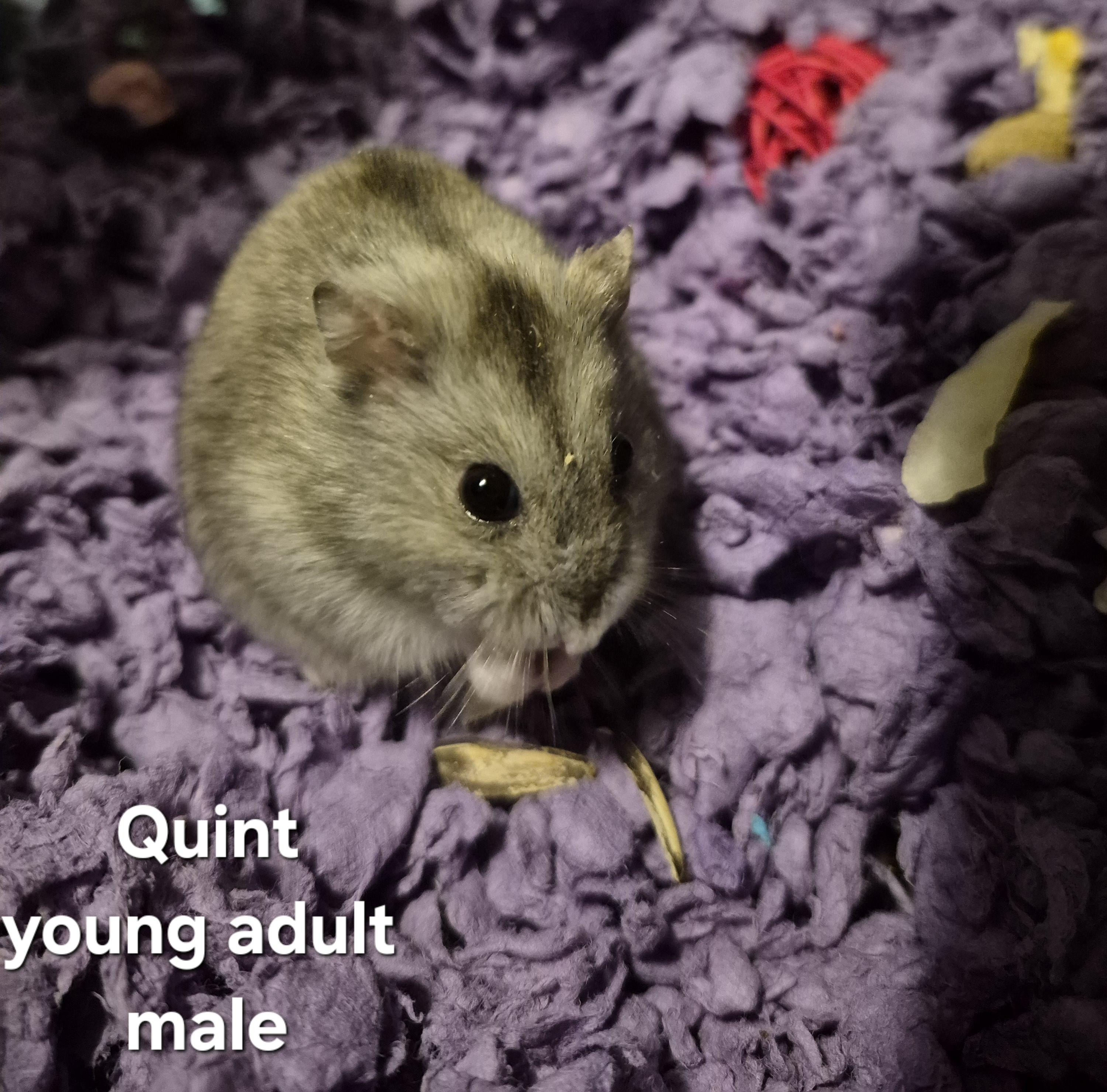 Quint, Young Male Dwarf Hamster