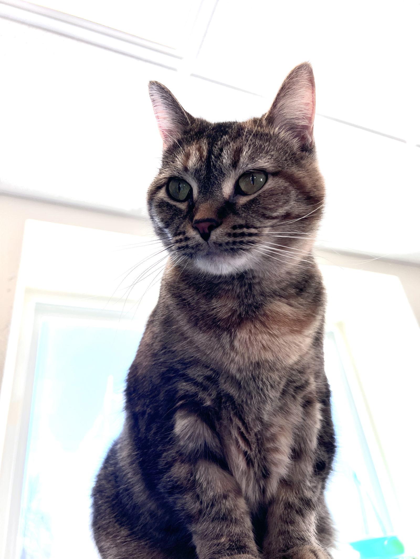 Jenny, Adoptable, Adult Female Domestic Short Hair.