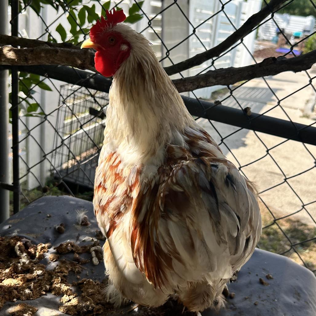 Marjie, Adoptable, Young Female Chicken.