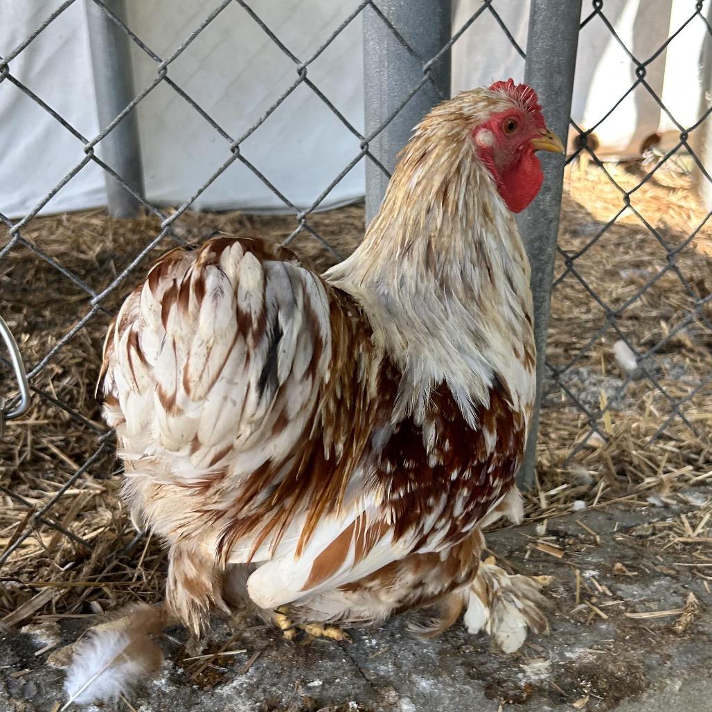Enlarge Marjie, a Adoptable Chicken in Newport, NC image 2/2