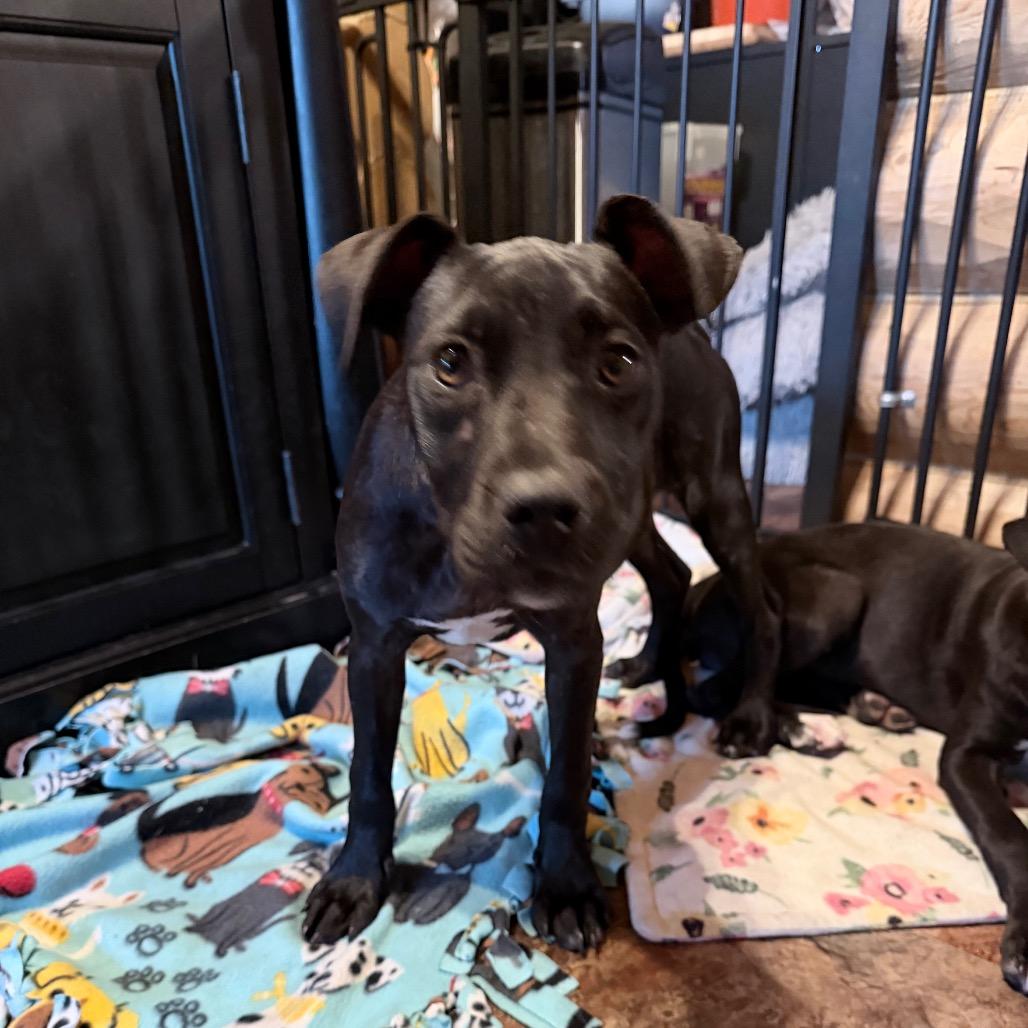 Enlarge Xara, a Adoptable mixed breed in Northville, MI image 1/1
