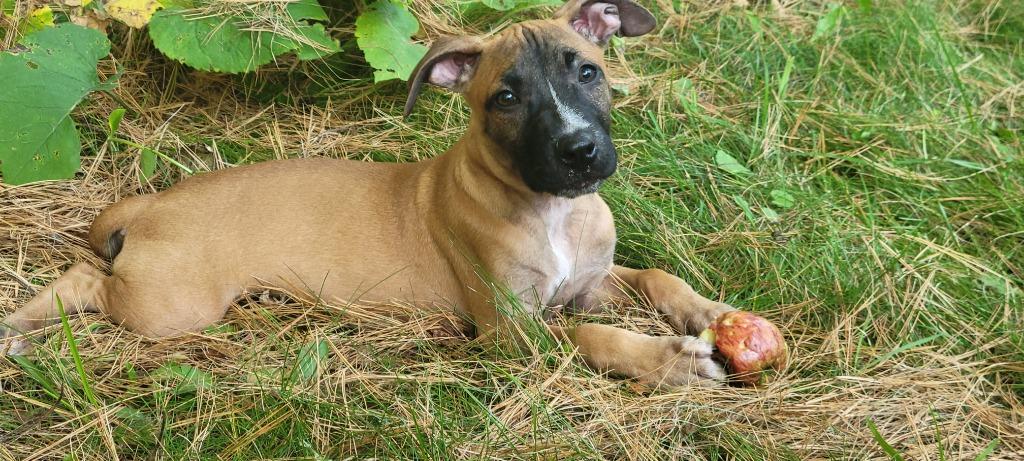 Enlarge Ducky, a Adoptable mixed breed in Cloquet, MN image 2/2