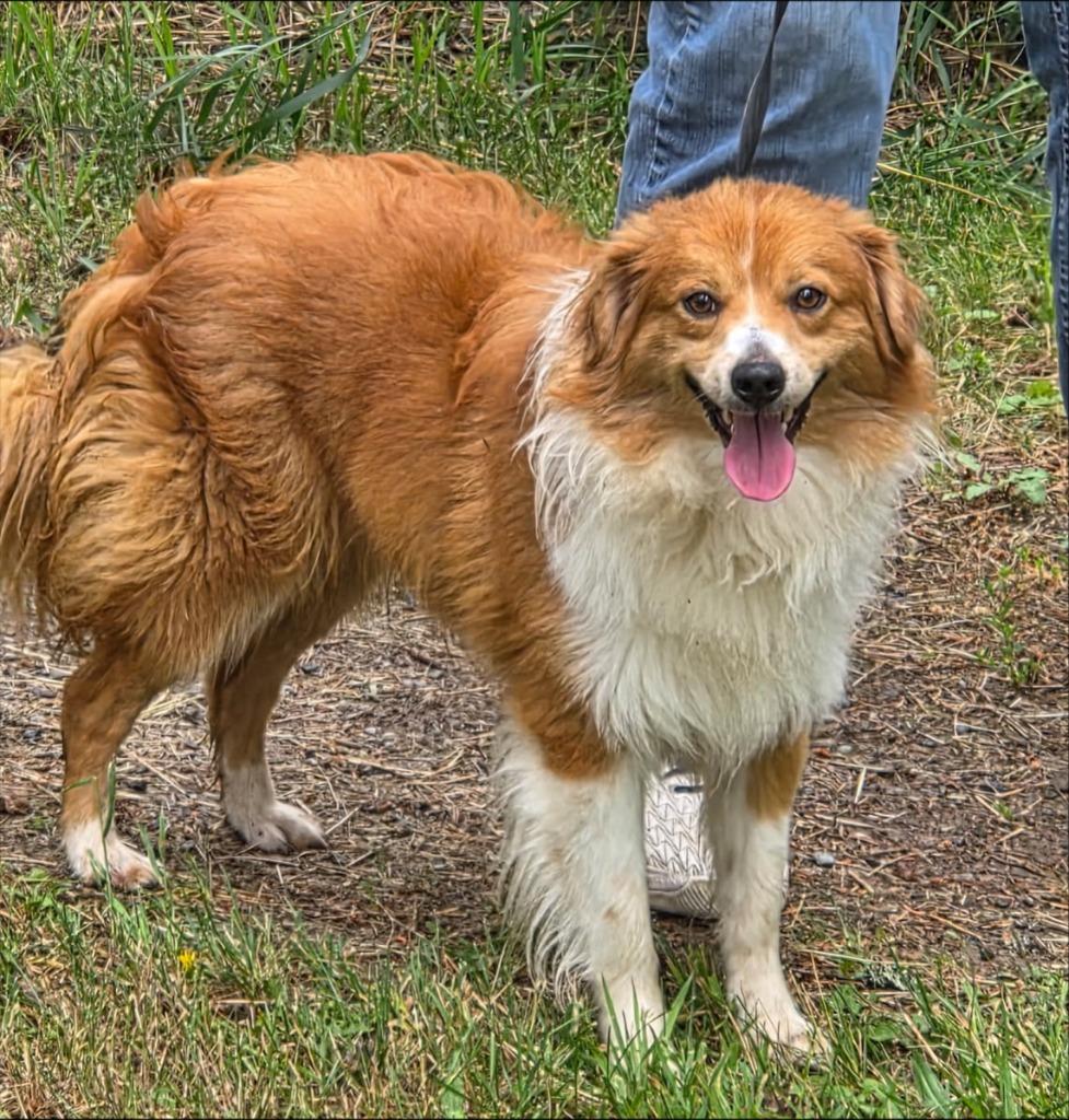 Enlarge Teddy, a Adoptable Australian Shepherd in Thompson Falls, MT image 1/1