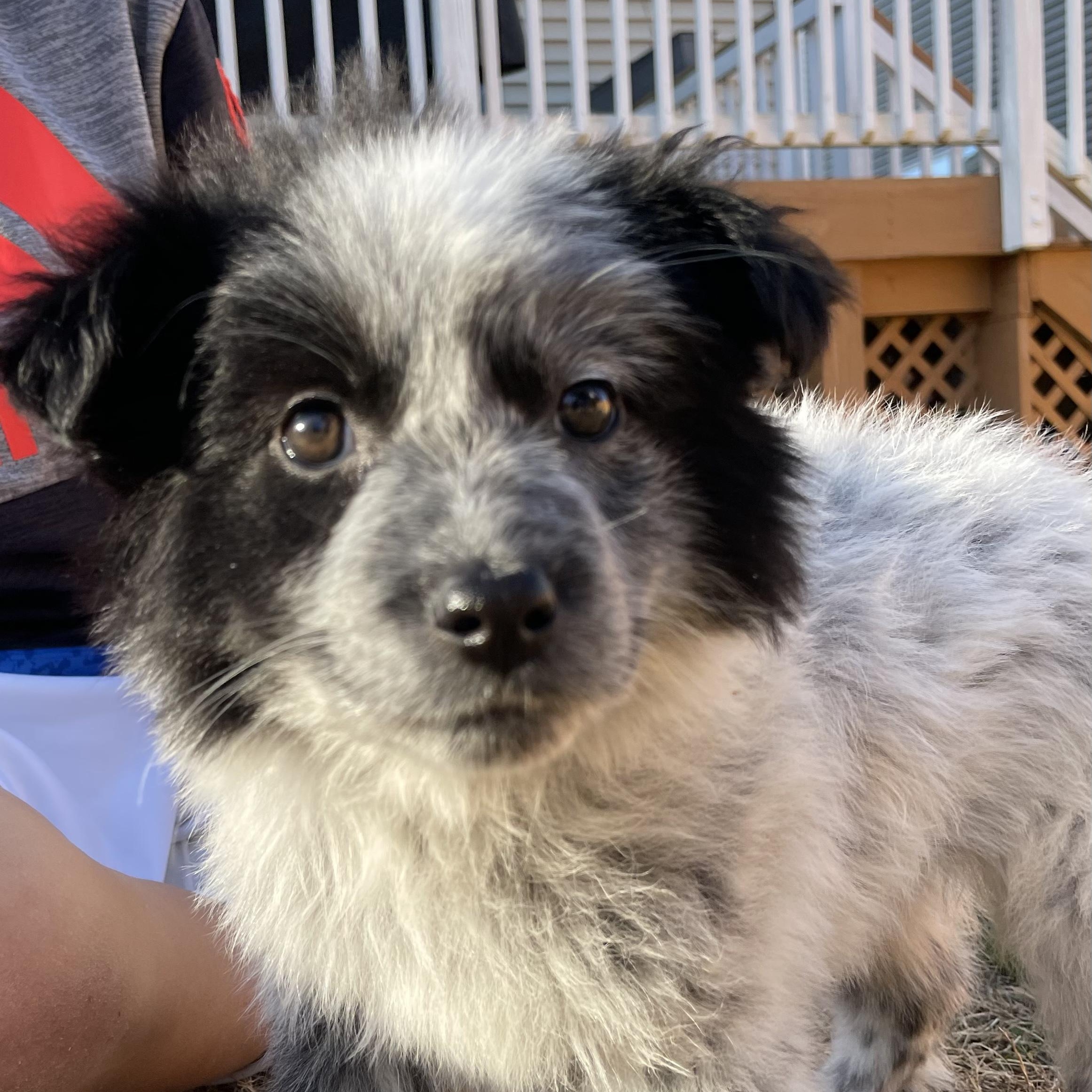Banana Bread Syrup, adopted, Puppy Female Border Collie & Australian Shepherd.