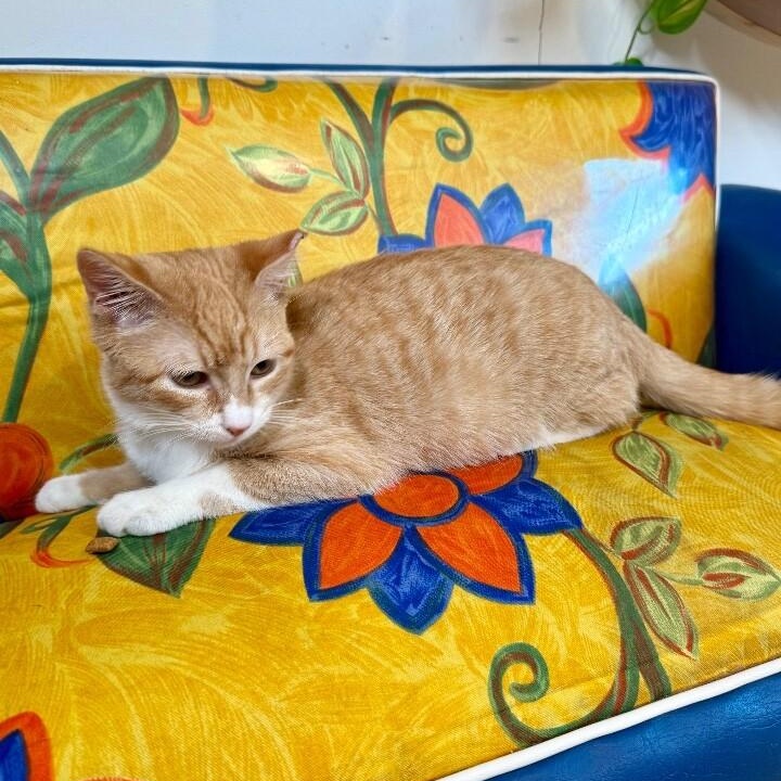 Boots Mellow Kitty — thumbnail 2