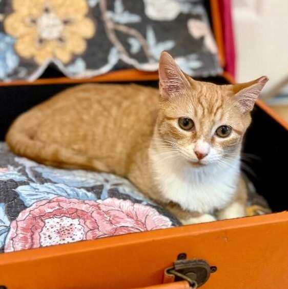 Boots Mellow Kitty — thumbnail 4