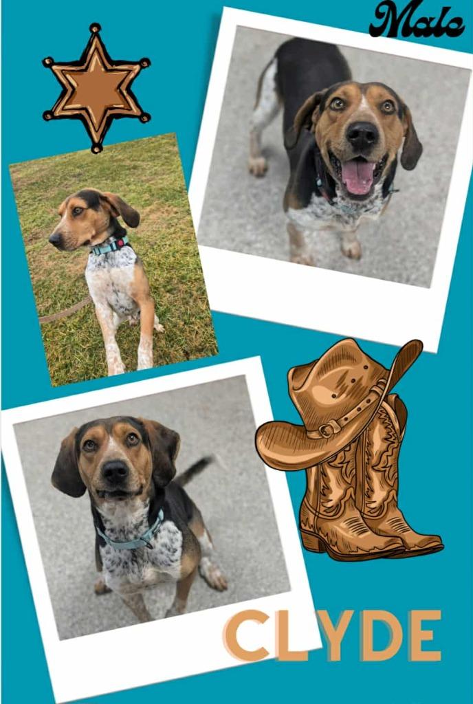 Clyde, Adoptable, Adult Male Hound & Mixed Breed.