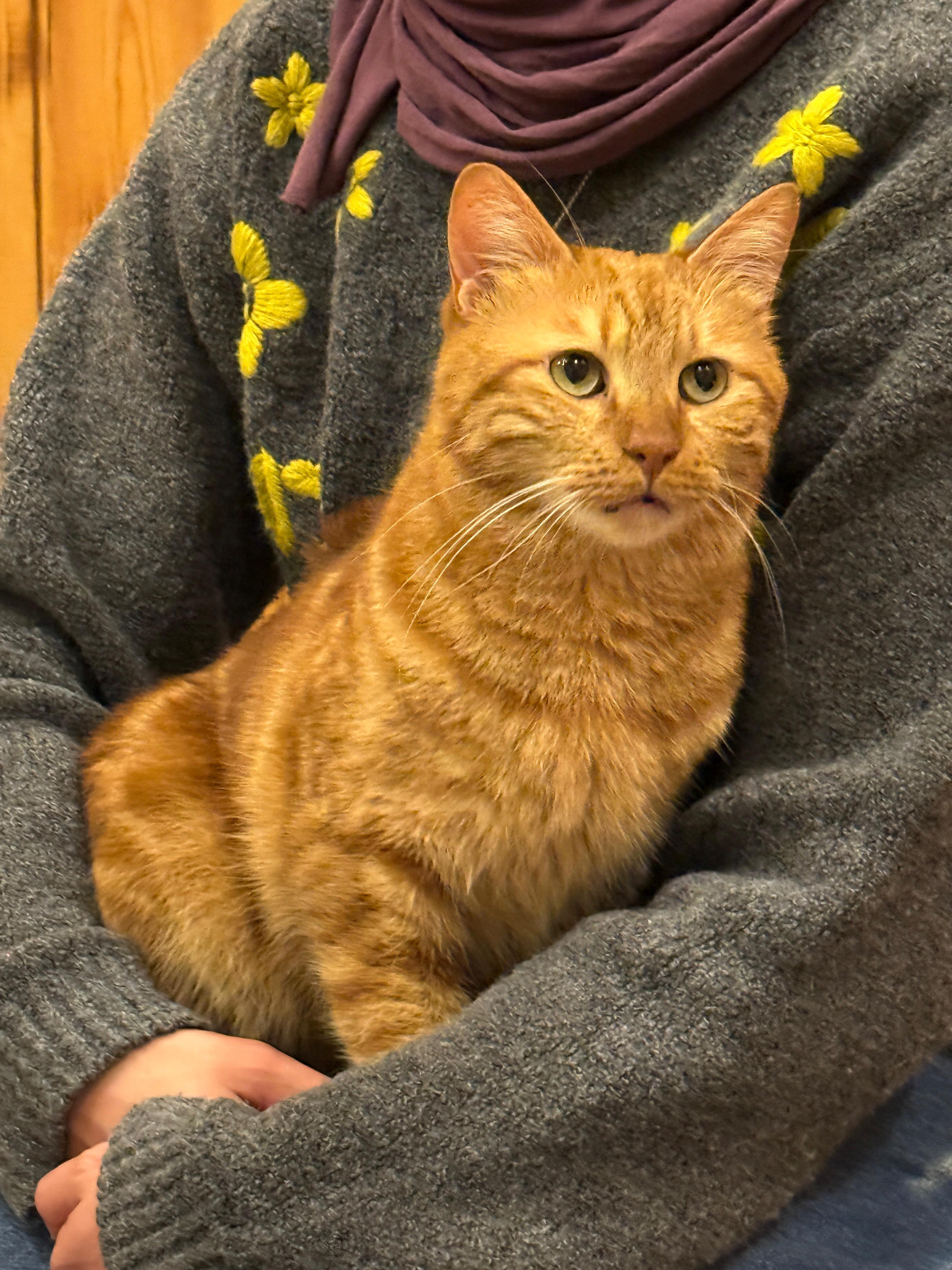 Enlarge Mishmish, the Cuddliest Boy in the World , a ADOPTABLE Domestic Short Hair in Somerset, NJ image 2/5