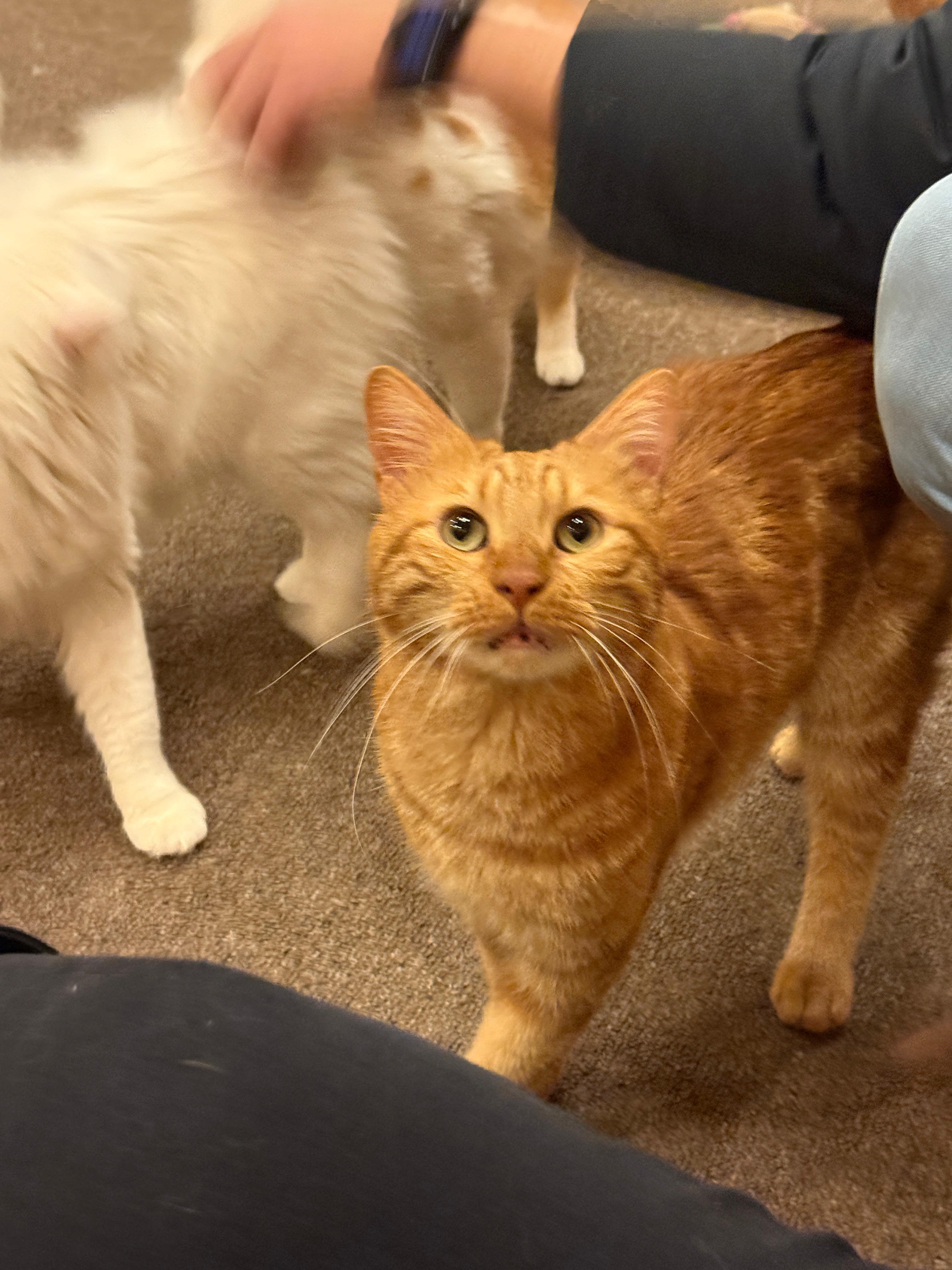 Enlarge Mishmish, the Cuddliest Boy in the World , a ADOPTABLE Domestic Short Hair in Somerset, NJ image 5/5