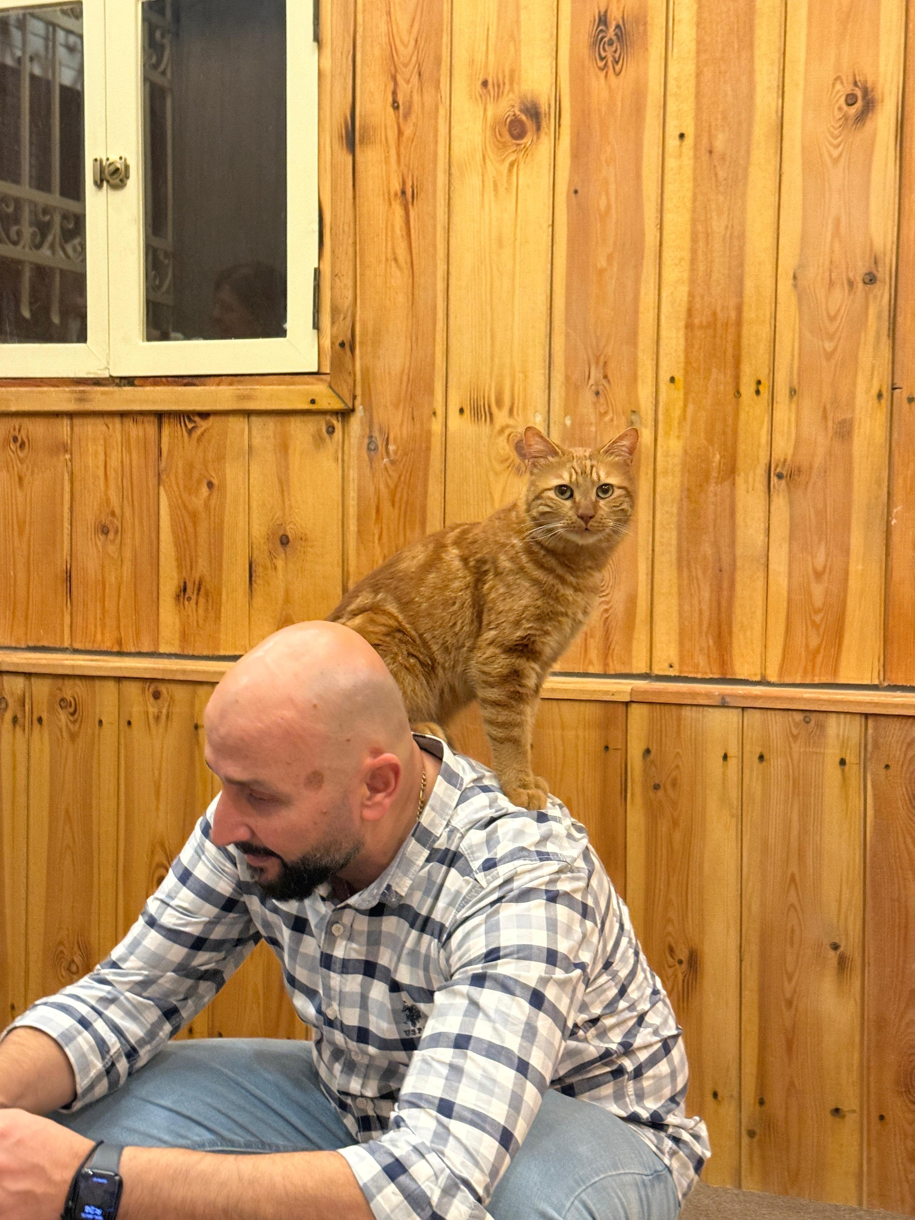 Mishmish, the Cuddliest Boy in the World , ADOPTABLE, Young Male Domestic Short Hair.