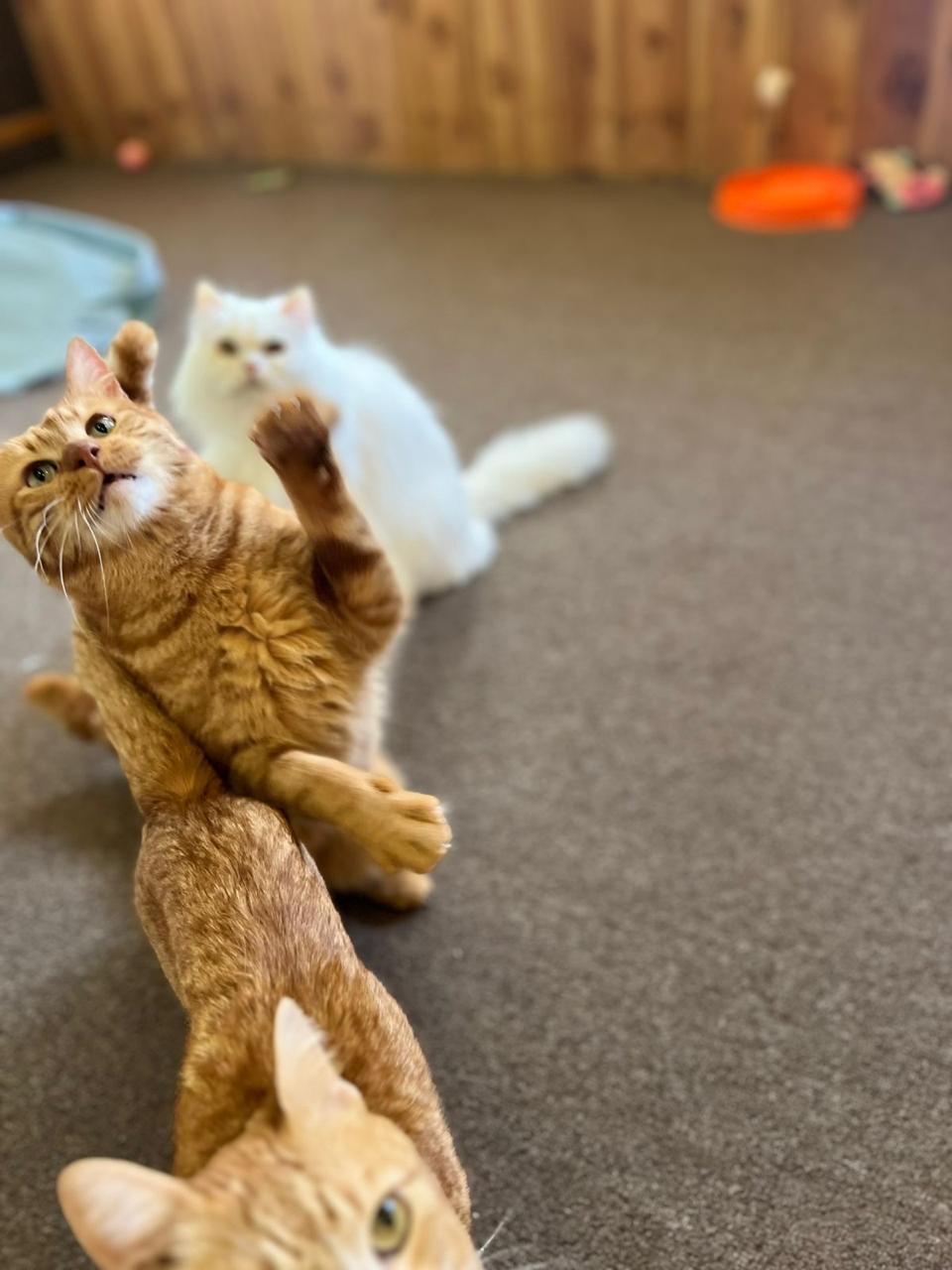 Enlarge Mishmish, the Cuddliest Boy in the World , a ADOPTABLE Domestic Short Hair in Somerset, NJ image 3/5