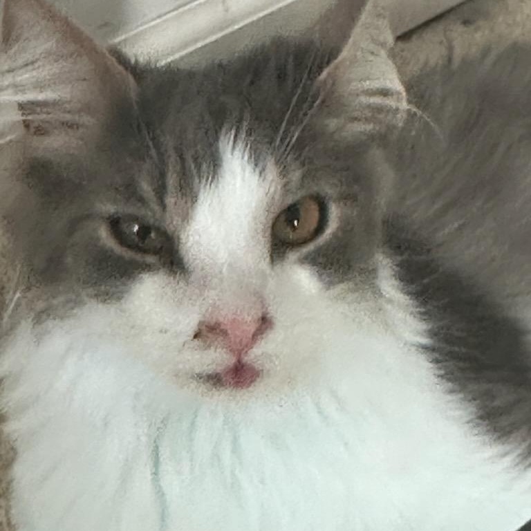 Eli and Ezra (Bonded Brothers)