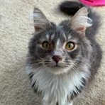 Eli and Ezra (Bonded Brothers)