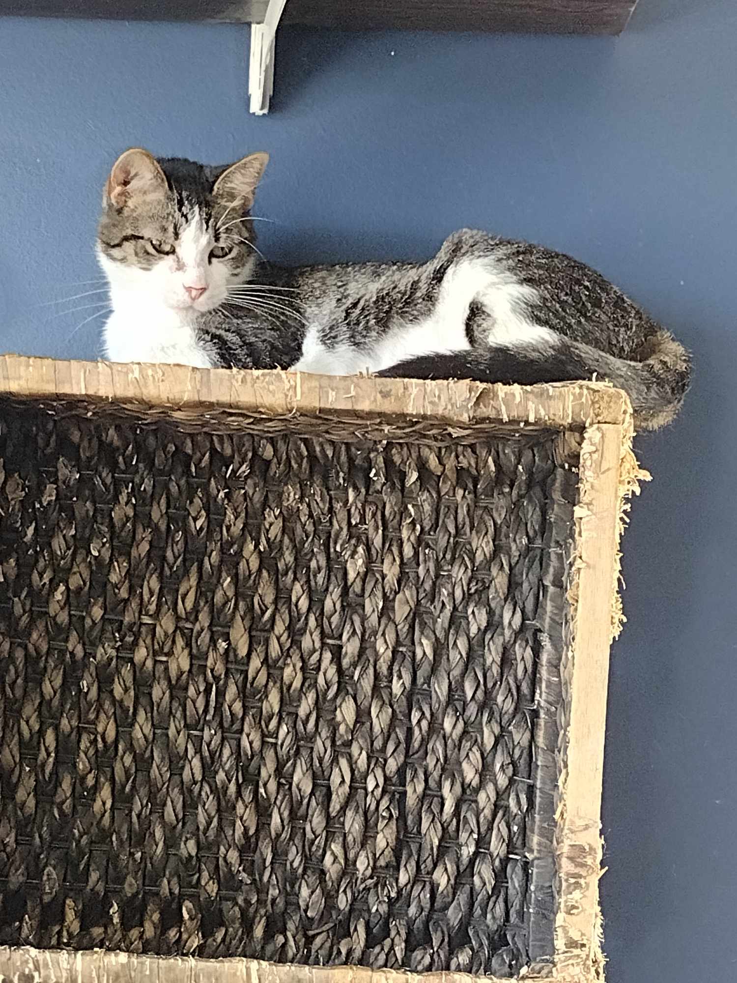 Enlarge Mama, a Adoptable Domestic Short Hair in Ionia, MI image 1/1