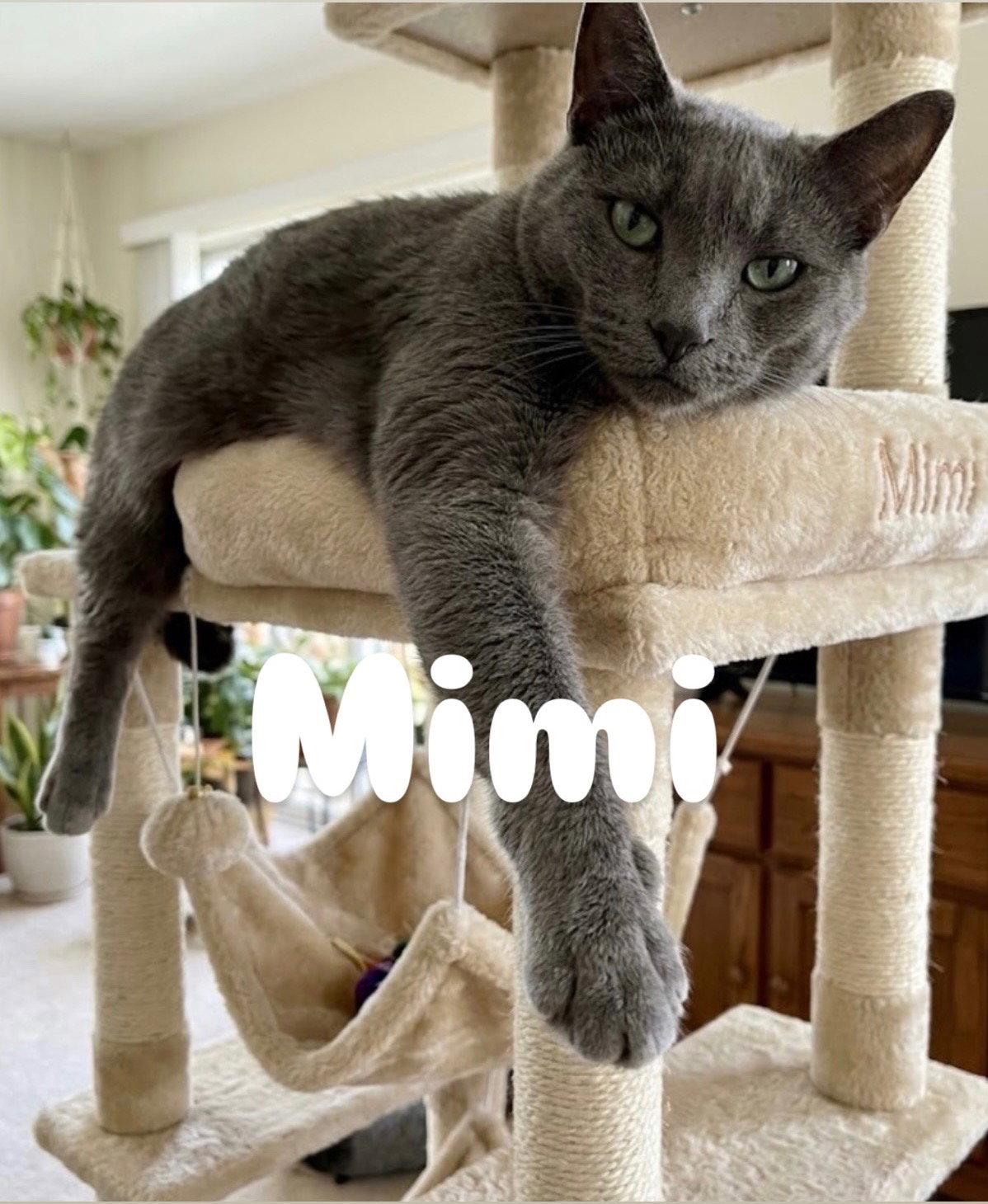 Enlarge Mimi, a Adoptable Domestic Short Hair in Chandler, AZ image 1/2
