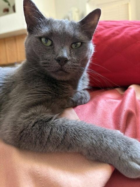 Enlarge Mimi, a Adoptable Domestic Short Hair in Chandler, AZ image 2/2