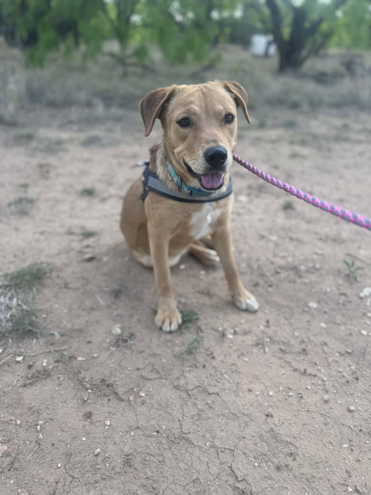 Enlarge Peanut, a Adoptable mixed breed in Newport, NH image 1/3